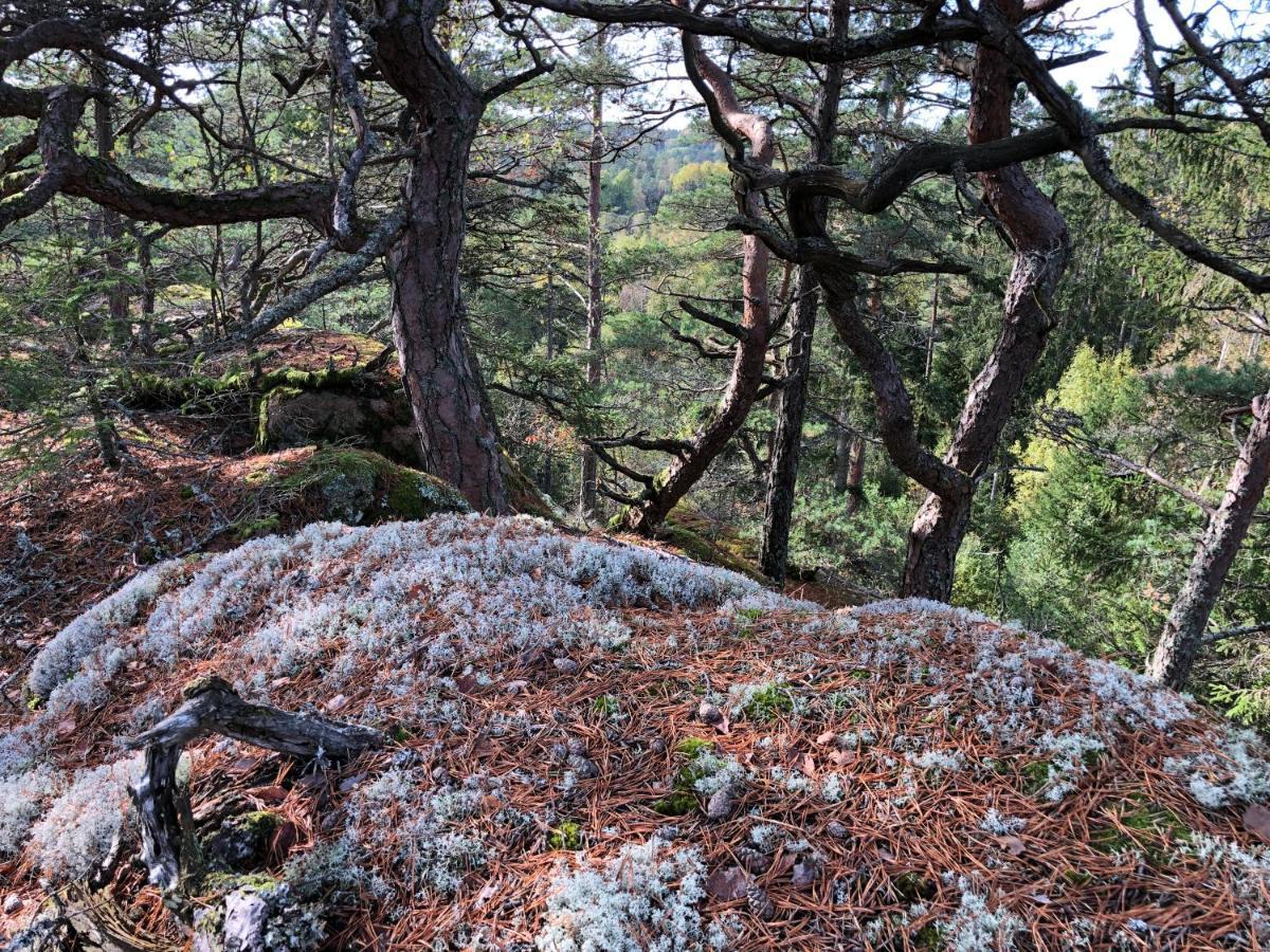 Mysig Och Modern Stuga Pa Snoegard, Naera Havet Och Naturen Lur  Esterno foto