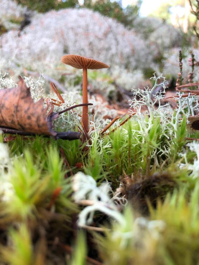 Mysig Och Modern Stuga Pa Snoegard, Naera Havet Och Naturen Lur  Esterno foto